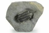 Morocconites Trilobite Fossil - Ofaten, Morocco #347295-3